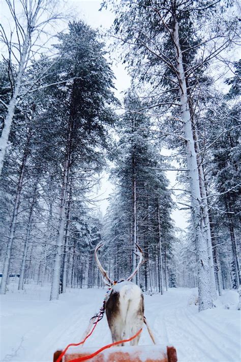 Santa claus village finland wallpaper. Reindeer Ride, Santa Claus Village, Rovaniemi, Finland ...