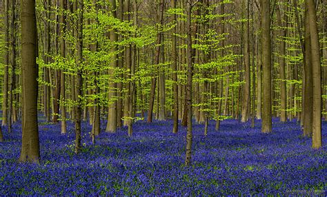 Every Spring This Forest In Belgium Becomes A Blue Wonderland