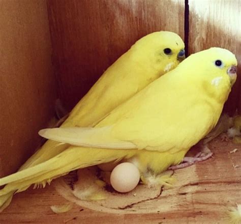 Unusual Yellow Budgies That Look Like Lutinos But With Dark Eyes What
