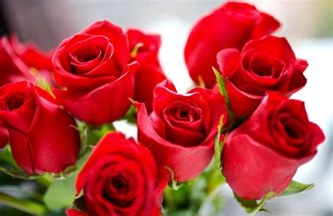 As 10 Melhores Fotos De Rosas Vermelhas Do Flickr Flores Cultura Mix