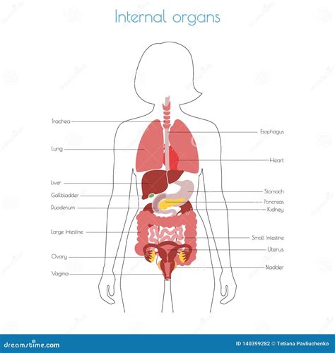 Internal Female Human Anatomy Female Body Internal Organs Chart With Labels On White Background