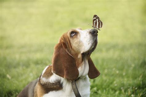 Cute Dog With Butterfly On His Nose Stock Photo Image Of