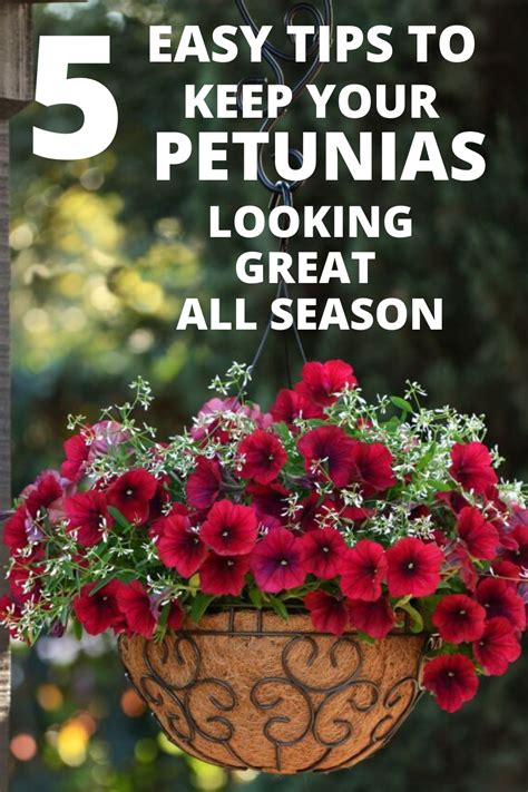 Maybe you would like to learn more about one of these? How to Keep Petunias Beautiful in a Hanging Basket ...