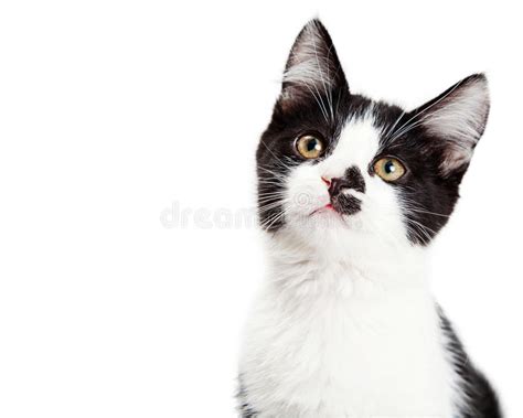 Portrait Of Adorable Kitten Tilting Head Stock Photo Image Of Cute