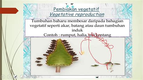 Mempelejari kaedah menggunakan teknik leraian secara tertib dan berkesan. Sains Tingkatan 1 - Pembiakan - YouTube