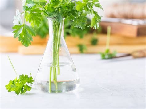 Propagate Parsley How To Grow Parsley From Cuttings And Seed In 2022