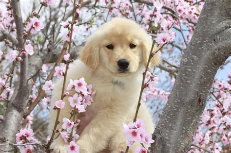 Cutest Golden Retriever Puppy Ever Sookie Stackhouse Billick Peach