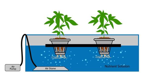 How To Grow Autoflowering Cannabis Plants In A Hydroponic Setup Fast Buds