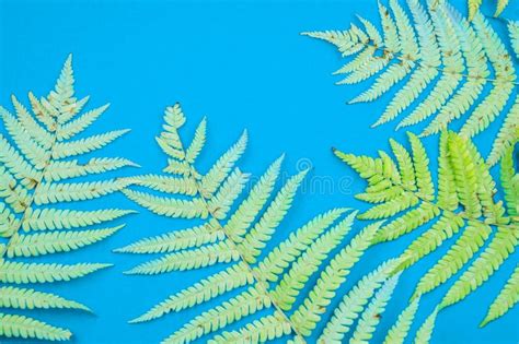 Yellow Autumn Leaf Fern On A Blue Background Stock Image Image Of