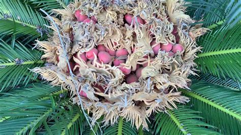 Female Sago Palm Seeds Youtube