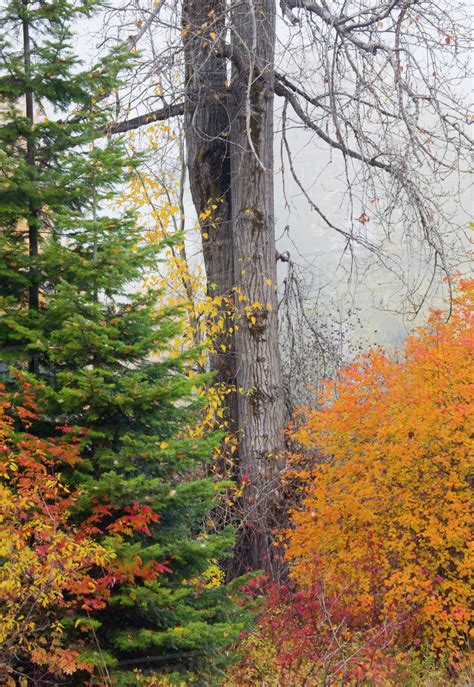 Wa Wenatchee National Forest Black Cottonwood Tree And Colorful