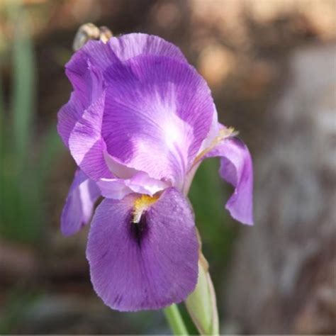 Arilbred Iris Iris Persian Dancer In The Irises Database