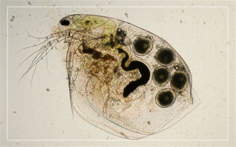 How To Culture Daphnia For Your Fish