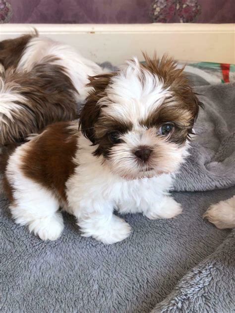 Tractor supply and most local feed stores will carry the canine spectra 5 in one vaccine. Imperial Shih tzu puppies | in Broadstone, Dorset | Gumtree