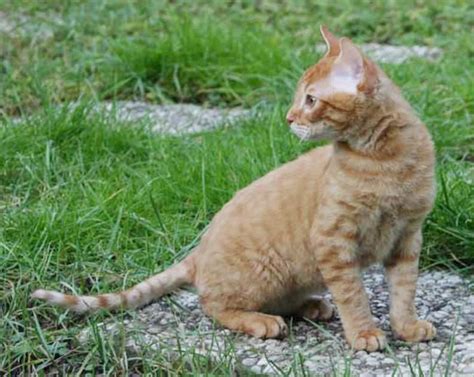 Top 10 Smallest Cat Breeds In The World The Mysterious World