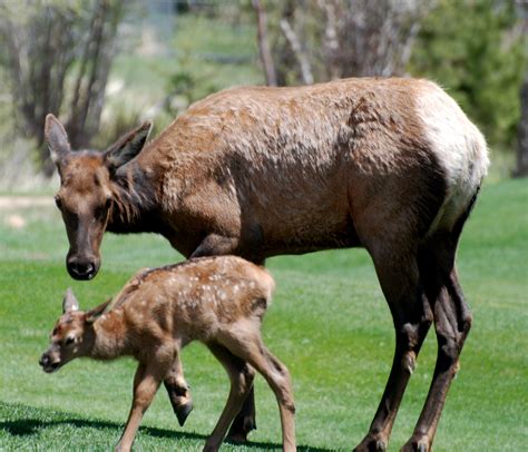 Motherly Love Is Inspiring Mother Elk Watching Over Handicapped Baby