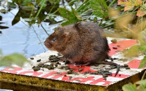 Ratty Returns As Water Voles Flourish In The Yorkshire Dales — The