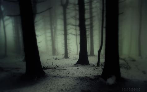 Gloomy Forest Wallpapers 4k Hd Gloomy Forest Backgrounds On Wallpaperbat