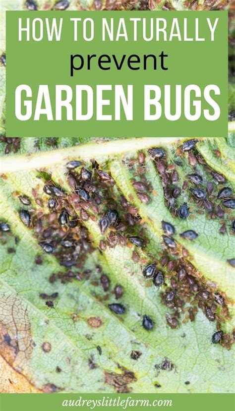 How To Naturally Prevent Bugs In Your Garden Audreys Little Farm