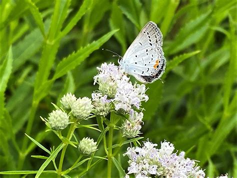 Narrow Leaf Mountain Mint With Eastern Tailed Blue Butterfly Photo By