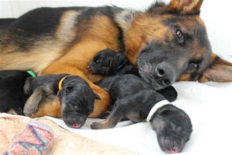 Check spelling or type a new query. Baby German Shepherd Puppies - AllShepherd