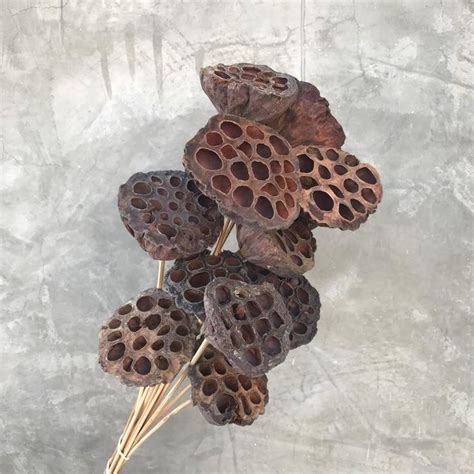 Lotus Pods Dried Flowers Dried Lotus Pods Wedding Flowers Etsy New Zealand Lotus Pods