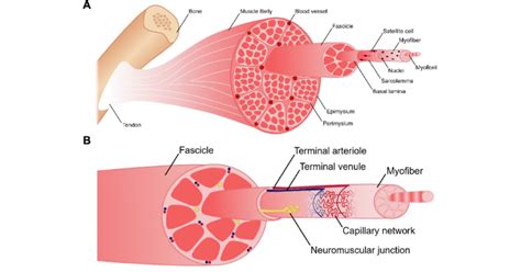 A The Anatomy Of Skeletal Muscle 59 Skeletal Muscle Consists Of