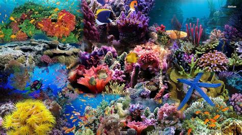 Under The Sea Desktop Wallpapers Top Những Hình Ảnh Đẹp