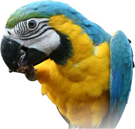 Macaw Parrot Transparent Images Png Arts