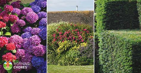 Adjective bush (comparative more bush, superlative most bush). When to Trim Your Bushes and 6 Important Tips to Do It Right