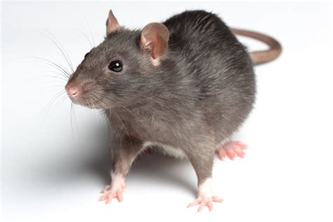 تفسير حلم الفئران للعزباء