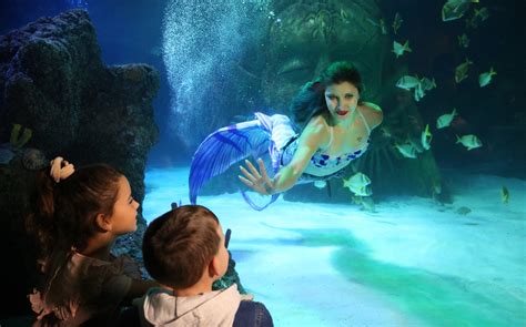 Sea Life Manchester Is Hosting Magical Real Life Mermaid Shows This