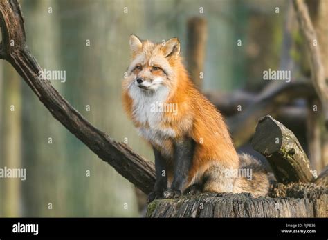 Red Fox In The Forest Stock Photo Alamy