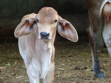 A Jersey Brahma Cross Calf Cute Baby Cow Baby Cows Cow Calf