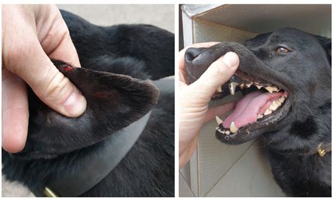 Do Military Dogs Have Titanium Teeth