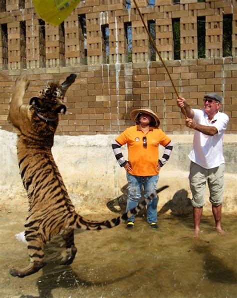 Worrall Travel Rs Catch A Tiger By His Tail
