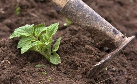 Cultivar Papas En Tu Huerto Cuándo Y Cómo Sembrar Y Cosechar Potatopro