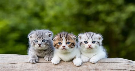 Herrlich Süße Katzen Die 10 Niedlichsten Rassen