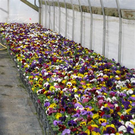 Pansy Matrix Blotch Mix Rcop