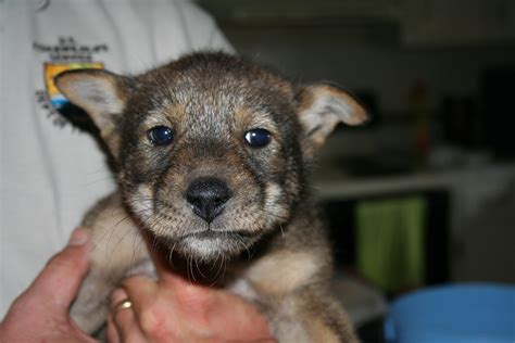 A healthy red wolf pup gets a checkup! USFWS | Wolf puppy, Red wolf, Cute animals