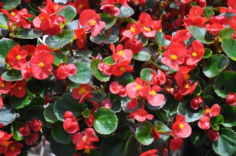 Begonias Are A Great Plant For Your Greenhouse Garden And Greenhouse