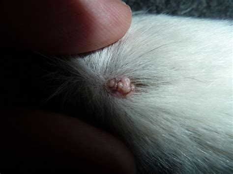 What Is This Lump On My Dogs Paw Ask A Vet