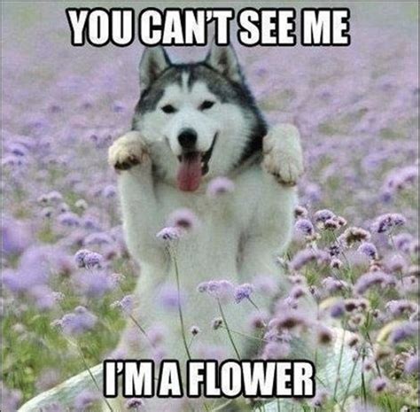 30 Funny Animal Captions Part 8 30 Pics Amazing Creatures