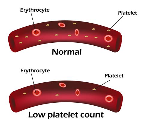 Platelet Thrombocyte Structure And Function Interactive Biology