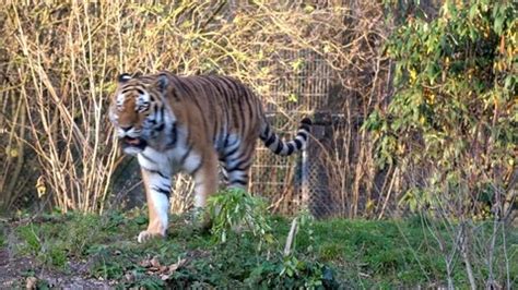 The Siberian Tiger Panthera Tigris Alta Stock Video Pond