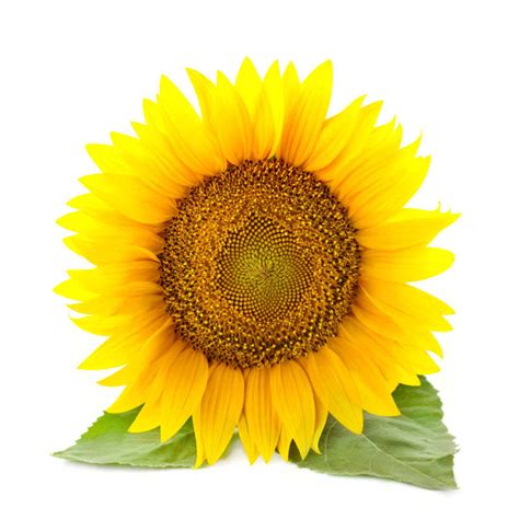 一朵鲜艳的向日葵图片 一朵向日葵素材 高清图片 摄影照片 寻图免费打包下载