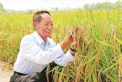 Born september 7, 1930) is a chinese agricultural scientist and educator, known for developing the first hybrid rice varieties in the 1970s. 平均亩产量达802.9公斤，袁隆平团队再创新纪录!_教育 _ 文汇网