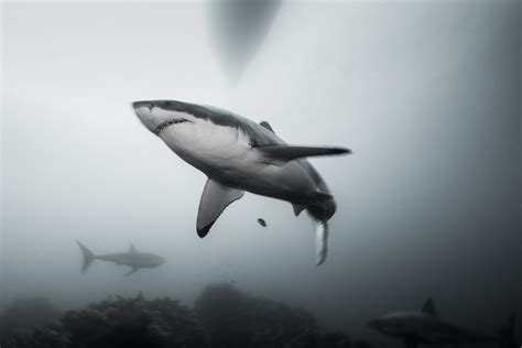 Advanced Underwater Photography Matty Smith Photo
