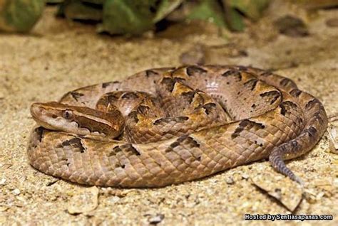Jenis ular yang sering ditemukan di sawah cukup beragam mulai dari ular yang tidak berbisa hingga ular berbisa yang akan diuraikan sebagai berikut. Mengenal Jenis-jenis Ular Berbisa Di Malaysia - SENTIASAPANAS