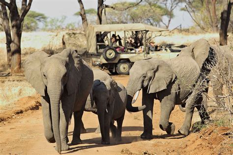 ruaha safari safari s in ruaha national park tanzania